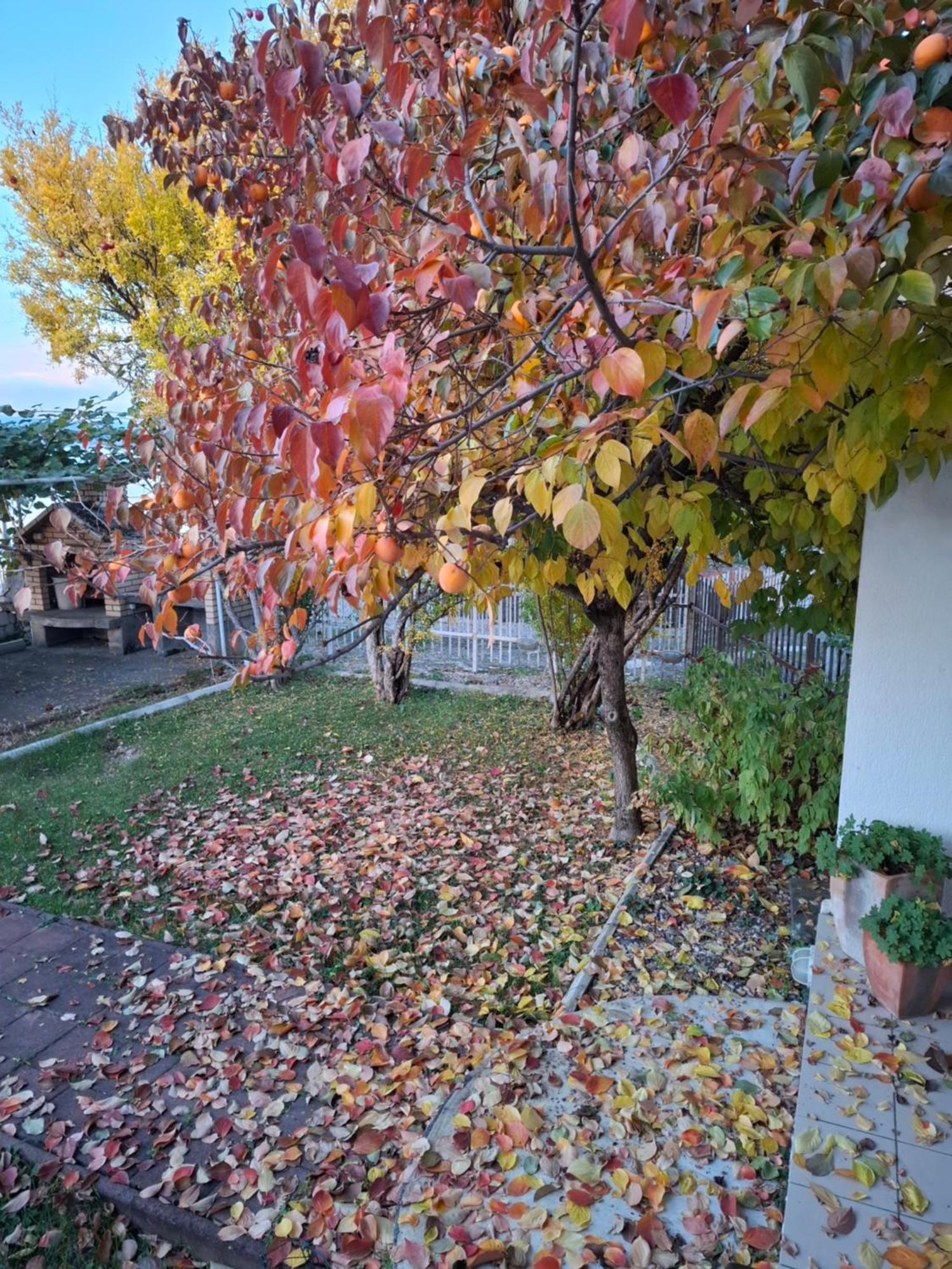 Apartments Villa Boris Ohrid Esterno foto